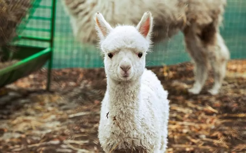 Гледачите и ветеринарните специалисти следят изключително внимателно развитието на Инди - от теглото и апетита, до поведението и адаптацията.