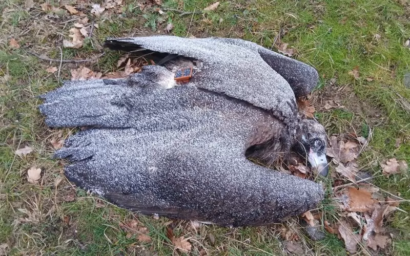 Един от ужасяващите кадри тия дни от района на Котел - Сливен.