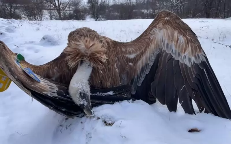 Ужасът изглежда така.