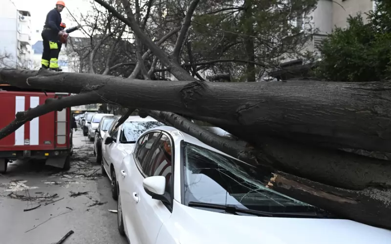 Дърво падна върху кола и в столичния квартал "Борово", но там инцидентът се размина без жертви