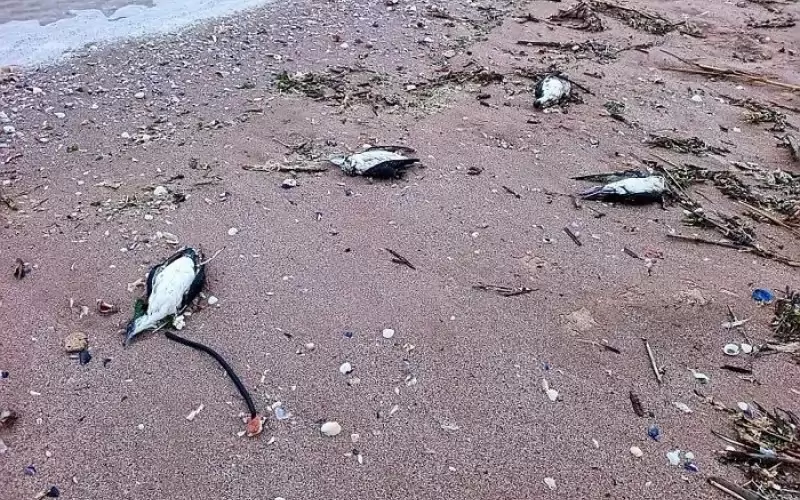 Част от мъртвите буревестници.