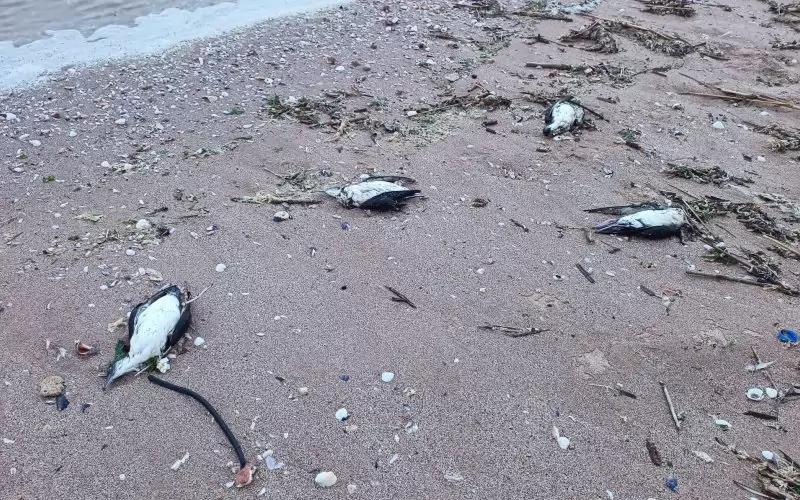 Част от ужасяващата гледка.