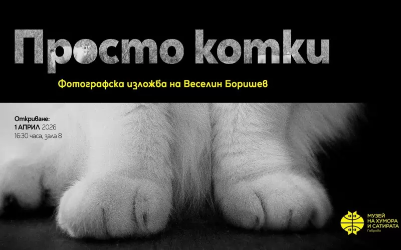 Фотоизложбата на Веселин Боришев гледа на котките с шеговито намигване.