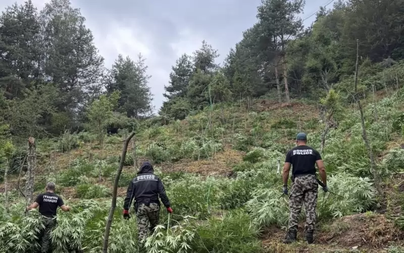Полицаи откриват марихуаната в планината