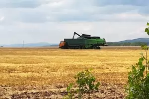 40% по-ниски добиви на пшеница се очакват в Добруджа