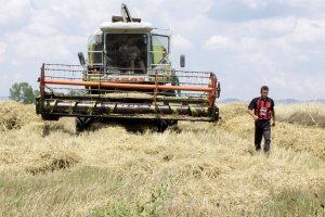 Жътвата на пшеница е в разгара си В Добруджа и голяма