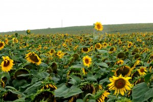 Производителите на слънчоглед в Северна Гърция са засипани с оферти