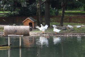 Столичната община подготвя ремонт на централната част на Борисовата градина