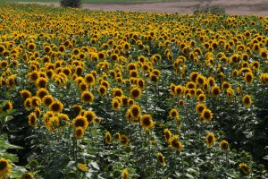 На фона на рекордни стойности предните месеци цените на зърното