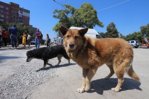 9 годишно дете е с множество рани по цялото тяло след