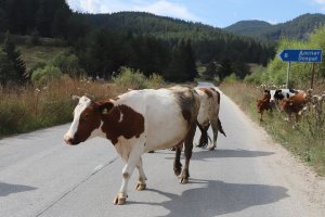 В най кратки срокове ще представим и Закон за браншовите организации