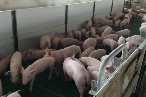 Българската агенция по безопасност на храните откри огнище на Африканска