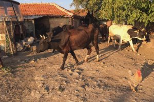 Милиони са били източени от изгаряне на виртуални животни Това