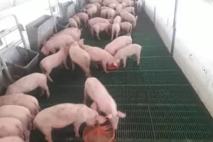  Агенцията по храните лъже 
     за броя на избитите прасета
    