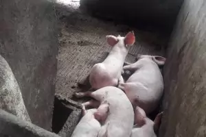 Кметове готвят протест срещу избиването на свинете в частни дворове