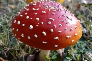 Кога да се плашим от хранителното натравяне