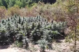 Кмет и общинар са заловени да берат канабис в Криводолско