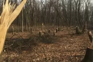 Бракониери пребиха с дървен кол стражар от Гоце Делчев (видео)