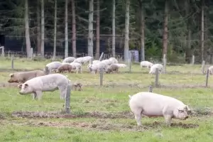 Белгия разследва армията за 
             африканската чума сред свинете