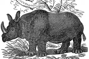 Сив искърски еднорог