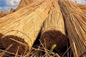  Да развием маркуча от врата на премиера!