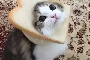 За любовта премиерска