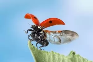  КаленДар Божи. Игнажден