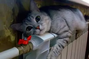 Тази сутрин температурите паднаха опасно ниско