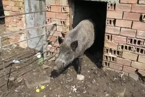 Изследват над 100 души в Крумовград за трихинелоза