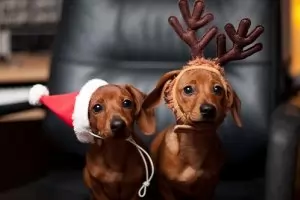 Умник Тотю с умници фандъци