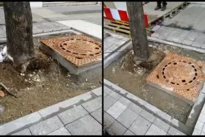 Пореден абсурд на "Граф Игнатиев" - шахта в корените на дърво