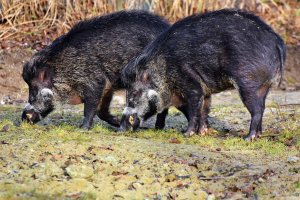 Нови седем случая на африканска чума при диви свине са