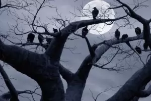 Чинове, чудеса, мечти