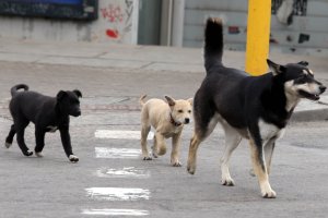 Хора от други населени места транспортират до центъра на Благоевград