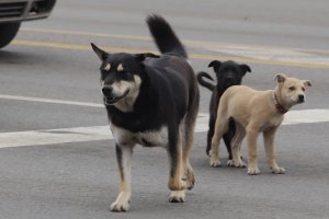 В рамките на една година Столична община е била осъдена 20