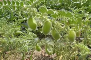 Агросубсидиите доведоха до бум на площите с нахут