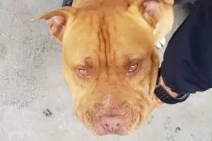 Глобата за агресивно куче без намордник скача до 1000 лв.