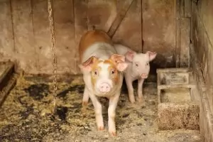  Епидемия в Азия вдигна 
цената на свинското месо  