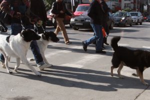 Винаги става така Когато общественото мнение се възбуди от даден