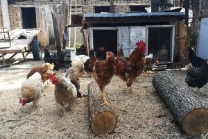 Българската агенция за безопасност на храните БАБХ установи огнище на