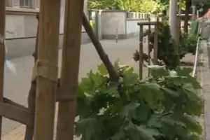 Вандали съсипаха дръвчета по столичната ул. "Раковски"