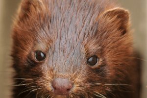 Тонове животински отпадъци са изхвърлени в рудници до сливенското село