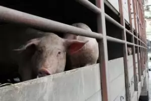 Стопани на прасета влязоха в сблъсък с инспектори край Созопол