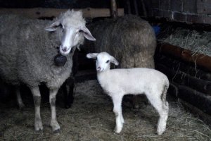 Директните плащания за земеделските производители у нас ще се запазят