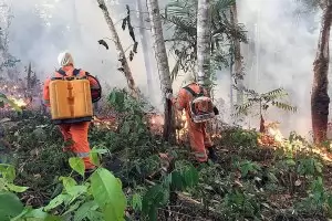 Тръмп иска да даде горите на Аляска за дърводобив
