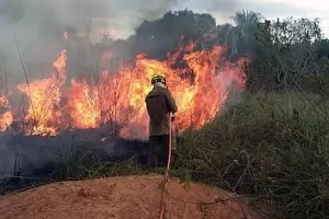  Богатите страни помагат с 20 млн. 
евро за борба с пожарите в Амазония