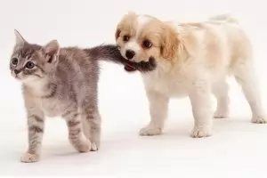 Делириум с кебапчета