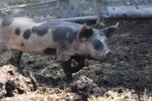 10 станаха случаите на Африканска чума по свинете с Смолянско