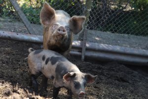 Докато земеделското министерство се надява България да получи пари от Европа за