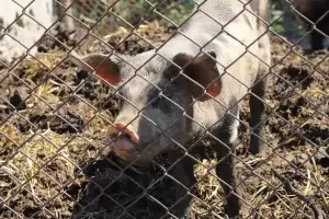 Ново огнище на свинска чума има в Смолянско